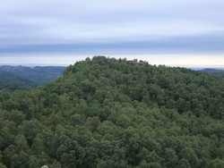Tjednaråsen