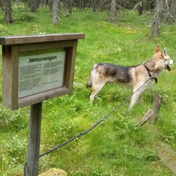 Jørnsvangen