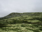 Musvola
