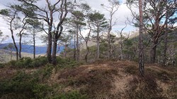 Skantane