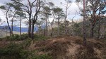Skantane