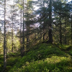 Midhytthøgda