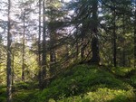 Midhytthøgda