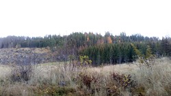 Topphøgda