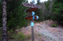 Lauvesnyta