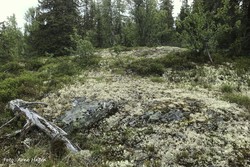 Skora SØ