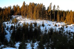 Reisenberget