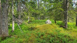 Ormtjernhøgda
