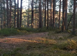 Kringlebekkhøgda