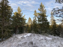 Skansen