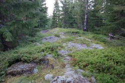 Himåsen