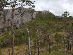 Sæterknubben