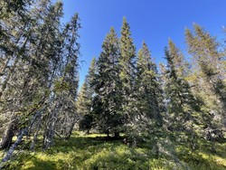 Lomisåsen