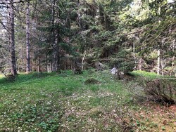 Grønknuten