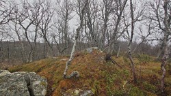 Ørnehovda