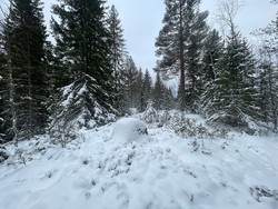 Hvileberget