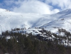 Tjørehedleren