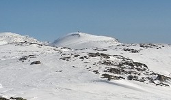 Storeskardnøse