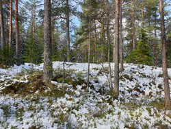 Sagåsen