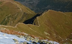 Siwy Zwornik