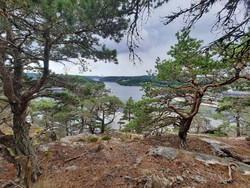 Sauøya