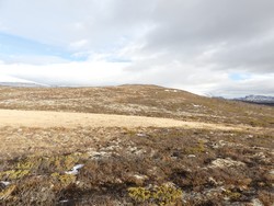 Brennhøi