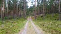 Amleholten fra Festingsdalen