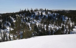 Svarttjernhaugen