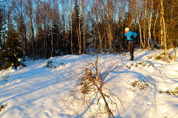 Løverkollen