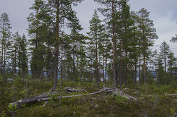 Jøssåsen
