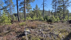 Stormyråsane