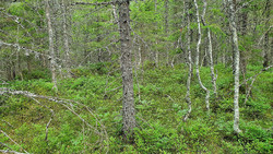 Guståsen