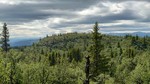 Stegaskardnuten