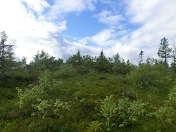 Sollikammen