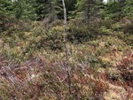 Kullsveberget
