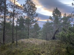 Furåsen