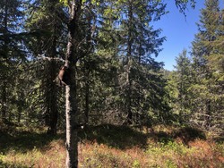 Helleramsåsen