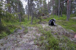 Grasåsen Nordøst