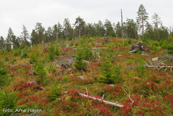 Tuvberget S
