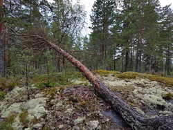 Gruvåsen