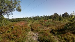 Trasletjernhøgda