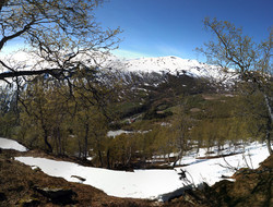 Fossaholena