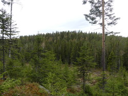 Sørøst for Løvåsen