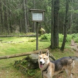 Nedre Hønsivangen