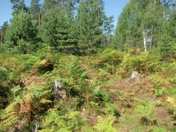 Hovden