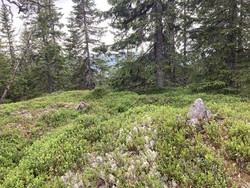 Steinbuåsen sør
