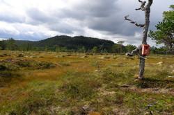 Grevåsen