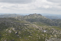Rambjørknuten