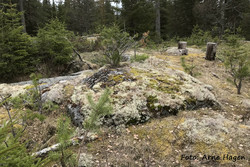 Høgholen