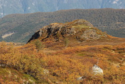 Varghaugen